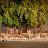 Antilopa losi - Taurotragus oryx - Common Eland o3241